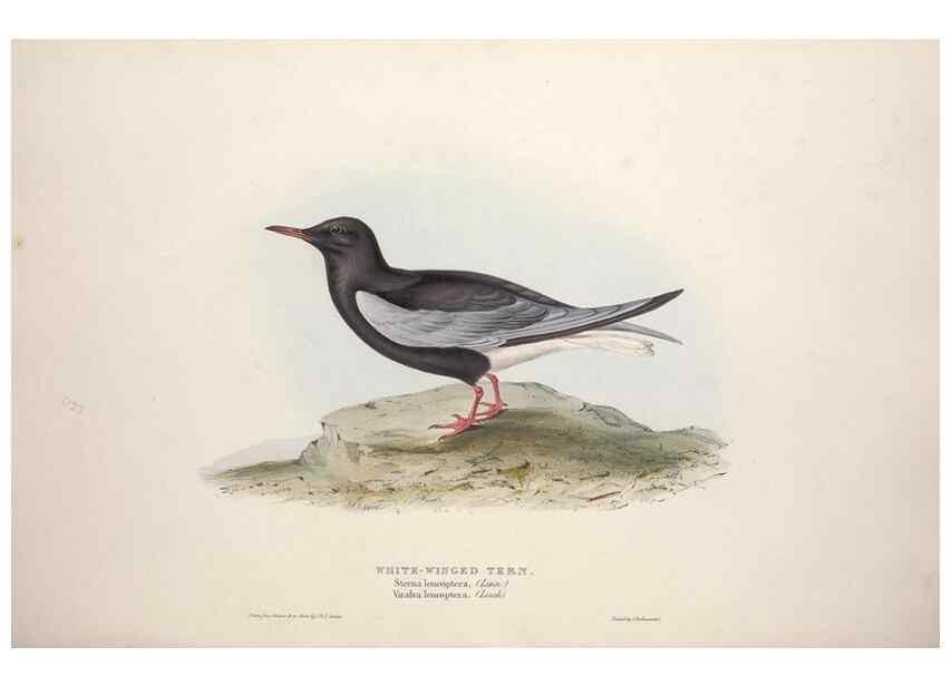 Reproducción/Reproduction 39813966773: The birds of Europe.. London,Printed by R. and J.E. Taylor, pub. by the author,1837.. 