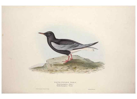 Reproducción/Reproduction 39813966773: The birds of Europe.. London,Printed by R. and J.E. Taylor, pub. by the author,1837.. 