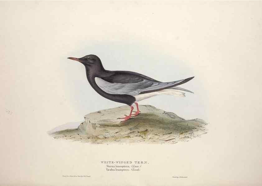 Reproducción/Reproduction 39813966773: The birds of Europe.. London,Printed by R. and J.E. Taylor, pub. by the author,1837.. 
