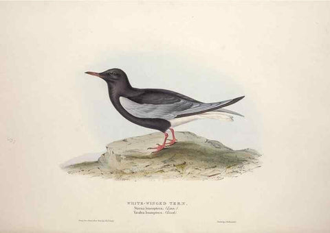 Reproducción/Reproduction 39813966773: The birds of Europe.. London,Printed by R. and J.E. Taylor, pub. by the author,1837.. 