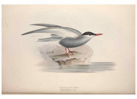 Reproducción/Reproduction 32903533268: The birds of Europe.. London,Printed by R. and J.E. Taylor, pub. by the author,1837.. 