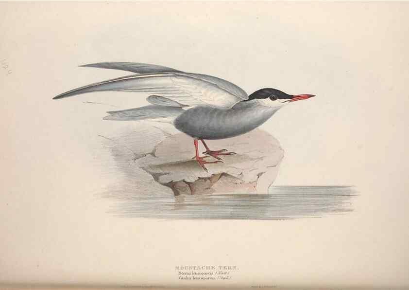 Reproducción/Reproduction 32903533268: The birds of Europe.. London,Printed by R. and J.E. Taylor, pub. by the author,1837.. 