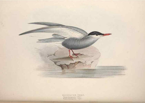 Reproducción/Reproduction 32903533268: The birds of Europe.. London,Printed by R. and J.E. Taylor, pub. by the author,1837.. 