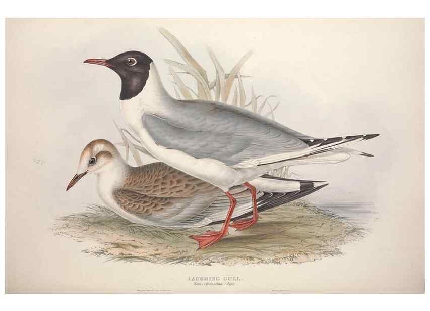 Reproducción/Reproduction 39813967773: The birds of Europe.. London,Printed by R. and J.E. Taylor, pub. by the author,1837.. 