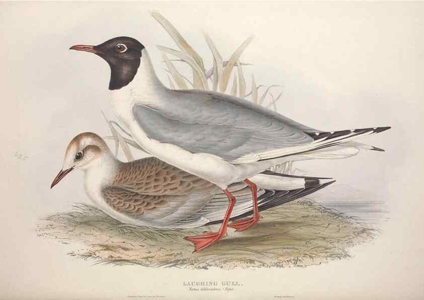 Reproducción/Reproduction 39813967773: The birds of Europe.. London,Printed by R. and J.E. Taylor, pub. by the author,1837.. 