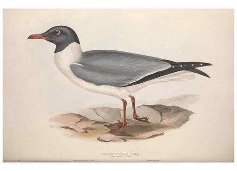 Reproducción/Reproduction 46726585692: The birds of Europe.. London,Printed by R. and J.E. Taylor, pub. by the author,1837.. 