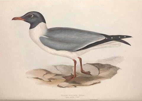 Reproducción/Reproduction 46726585692: The birds of Europe.. London,Printed by R. and J.E. Taylor, pub. by the author,1837.. 