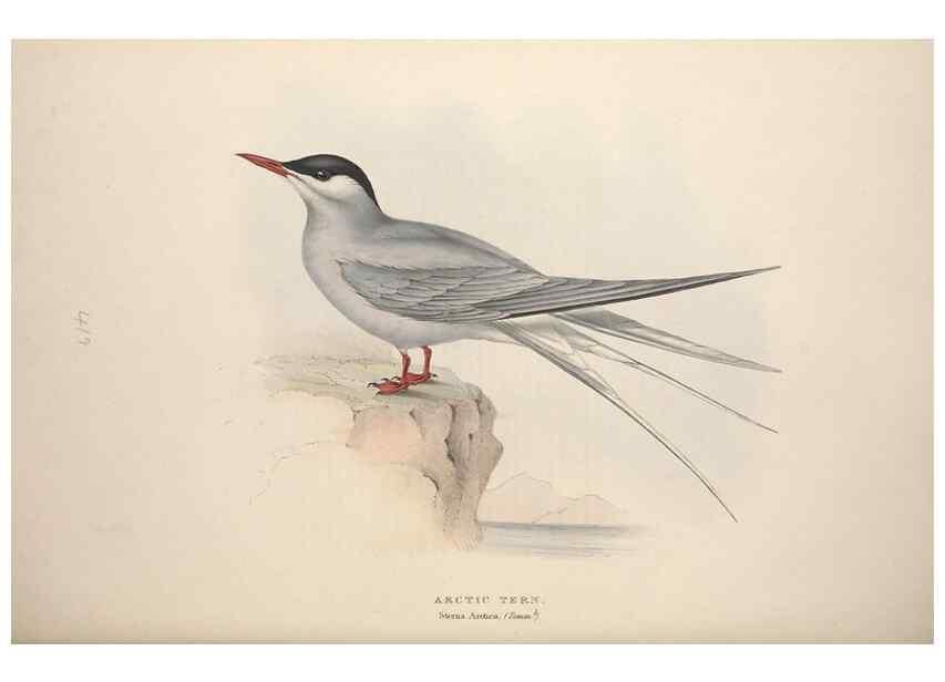 Reproducción/Reproduction 46779277911: The birds of Europe.. London,Printed by R. and J.E. Taylor, pub. by the author,1837.. 