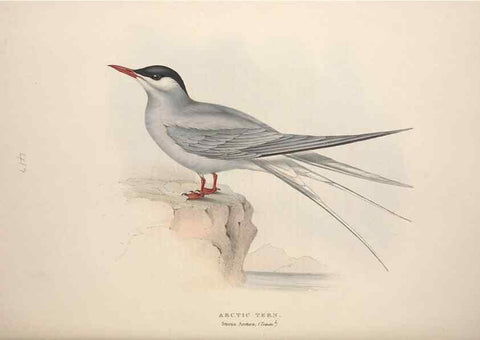 Reproducción/Reproduction 46779277911: The birds of Europe.. London,Printed by R. and J.E. Taylor, pub. by the author,1837.. 