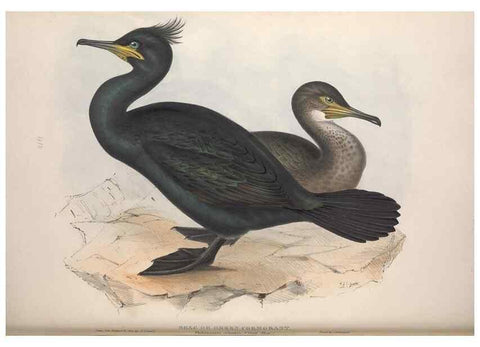 Reproducción/Reproduction 39813954093: The birds of Europe.. London,Printed by R. and J.E. Taylor, pub. by the author,1837.. 