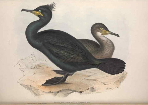 Reproducción/Reproduction 39813954093: The birds of Europe.. London,Printed by R. and J.E. Taylor, pub. by the author,1837.. 