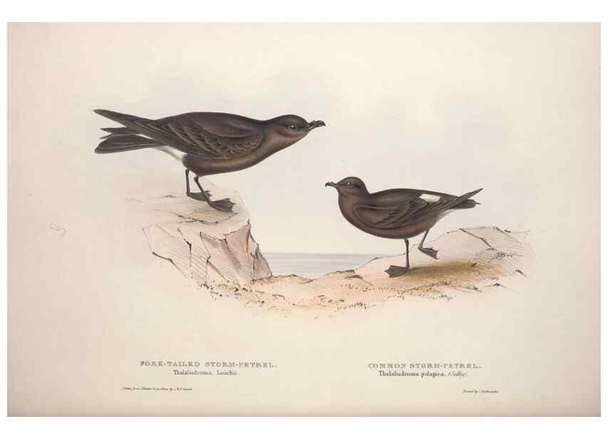 Reproducción/Reproduction 46779299591: The birds of Europe.. London,Printed by R. and J.E. Taylor, pub. by the author,1837.. 