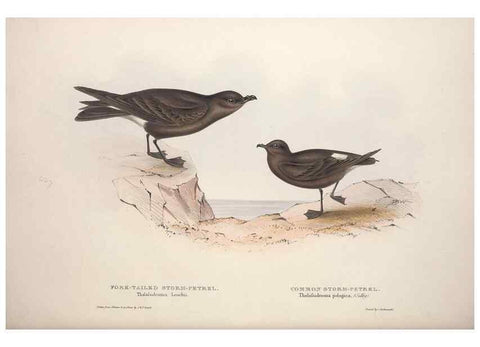 Reproducción/Reproduction 46779299591: The birds of Europe.. London,Printed by R. and J.E. Taylor, pub. by the author,1837.. 