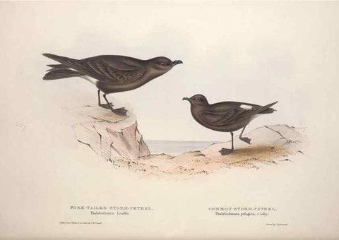 Reproducción/Reproduction 46779299591: The birds of Europe.. London,Printed by R. and J.E. Taylor, pub. by the author,1837.. 