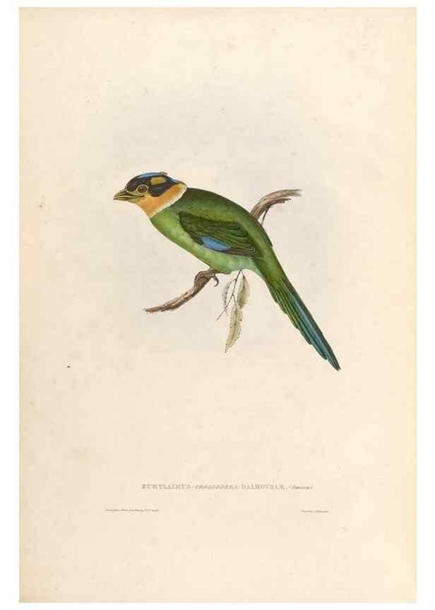 Reproducción/Reproduction 32903645868: Icones avium, or, Figures and descriptions of new and interesting species of birds from various parts of the globe /. [London] :Published by the author, 20, Broad Street, Golden Square,August, 1837-August, 1838.. 