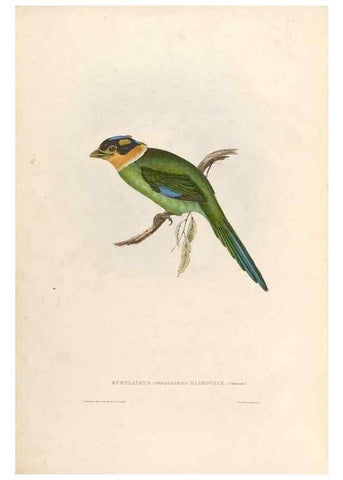 Reproducción/Reproduction 32903645868: Icones avium, or, Figures and descriptions of new and interesting species of birds from various parts of the globe /. [London] :Published by the author, 20, Broad Street, Golden Square,August, 1837-August, 1838.. 