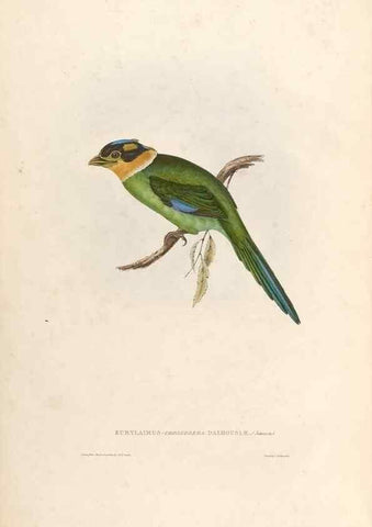 Reproducción/Reproduction 32903645868: Icones avium, or, Figures and descriptions of new and interesting species of birds from various parts of the globe /. [London] :Published by the author, 20, Broad Street, Golden Square,August, 1837-August, 1838.. 