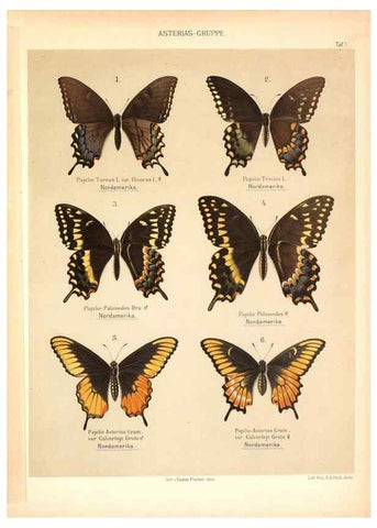 Reproducción/Reproduction 46779599731: Die Artbildung und Verwandtschaft bei den Schmetterlingen.. Jena,G. Fischer,1889-1895.. 