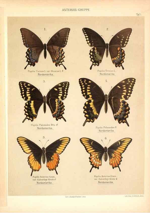 Reproducción/Reproduction 46779599731: Die Artbildung und Verwandtschaft bei den Schmetterlingen.. Jena,G. Fischer,1889-1895.. 