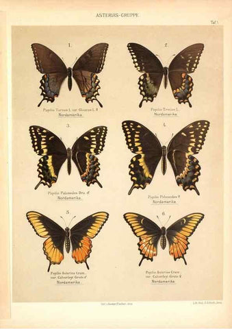 Reproducción/Reproduction 46779599731: Die Artbildung und Verwandtschaft bei den Schmetterlingen.. Jena,G. Fischer,1889-1895.. 