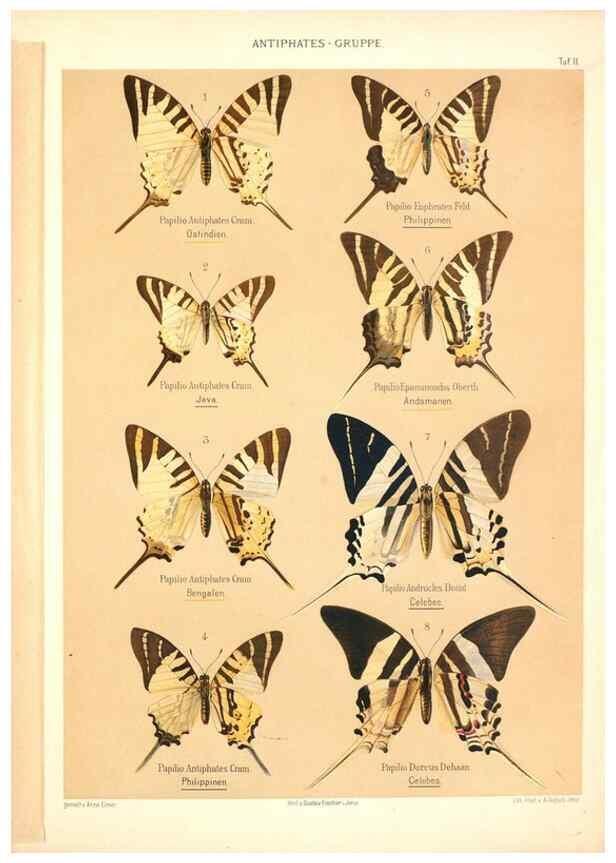 Reproducción/Reproduction 46054522004: Die Artbildung und Verwandtschaft bei den Schmetterlingen.. Jena,G. Fischer,1889-1895.. 