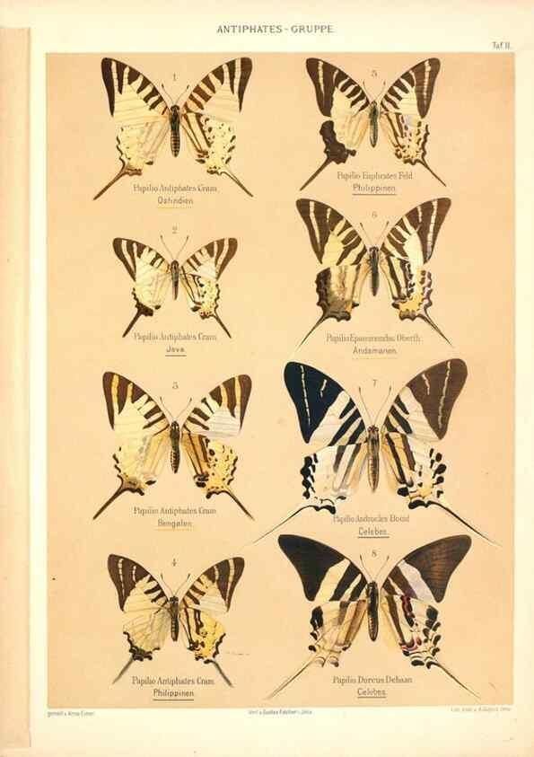 Reproducción/Reproduction 46054522004: Die Artbildung und Verwandtschaft bei den Schmetterlingen.. Jena,G. Fischer,1889-1895.. 