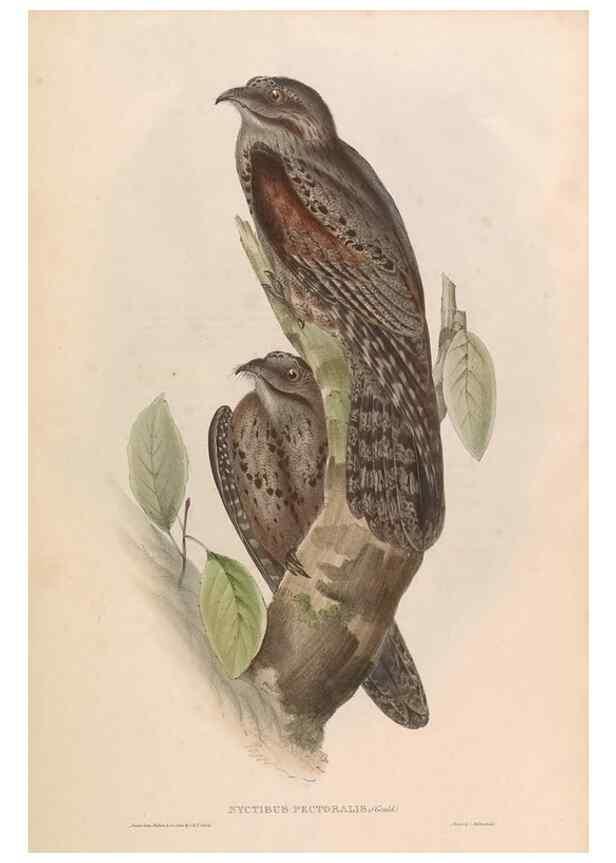 Reproducción/Reproduction 45864335365: Icones avium, or, Figures and descriptions of new and interesting species of birds from various parts of the globe /. [London] :Published by the author, 20, Broad Street, Golden Square,August, 1837-August, 1838.. 