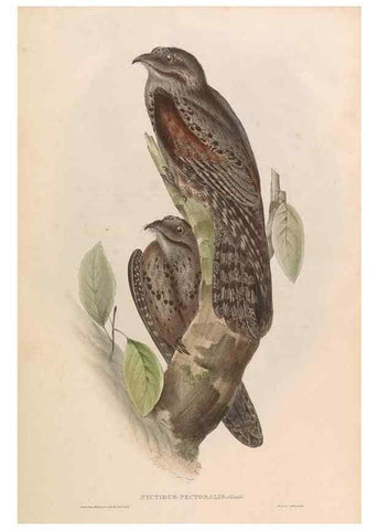 Reproducción/Reproduction 45864335365: Icones avium, or, Figures and descriptions of new and interesting species of birds from various parts of the globe /. [London] :Published by the author, 20, Broad Street, Golden Square,August, 1837-August, 1838.. 