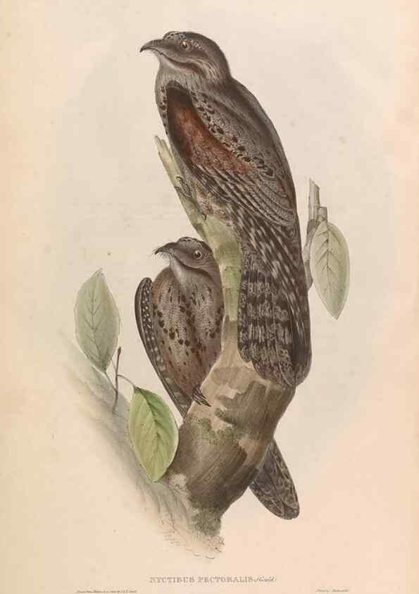 Reproducción/Reproduction 45864335365: Icones avium, or, Figures and descriptions of new and interesting species of birds from various parts of the globe /. [London] :Published by the author, 20, Broad Street, Golden Square,August, 1837-August, 1838.. 