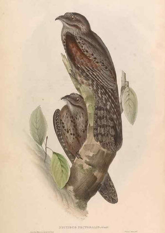 Reproducción/Reproduction 45864335365: Icones avium, or, Figures and descriptions of new and interesting species of birds from various parts of the globe /. [London] :Published by the author, 20, Broad Street, Golden Square,August, 1837-August, 1838.. 
