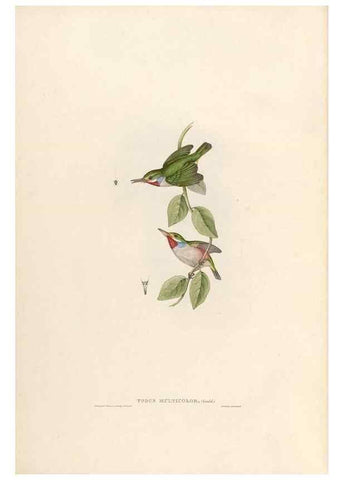 Reproducción/Reproduction 31837586807: Icones avium, or, Figures and descriptions of new and interesting species of birds from various parts of the globe /. [London] :Published by the author, 20, Broad Street, Golden Square,August, 1837-August, 1838.. 