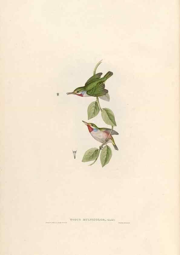 Reproducción/Reproduction 31837586807: Icones avium, or, Figures and descriptions of new and interesting species of birds from various parts of the globe /. [London] :Published by the author, 20, Broad Street, Golden Square,August, 1837-August, 1838.. 