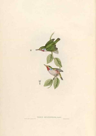 Reproducción/Reproduction 31837586807: Icones avium, or, Figures and descriptions of new and interesting species of birds from various parts of the globe /. [London] :Published by the author, 20, Broad Street, Golden Square,August, 1837-August, 1838.. 