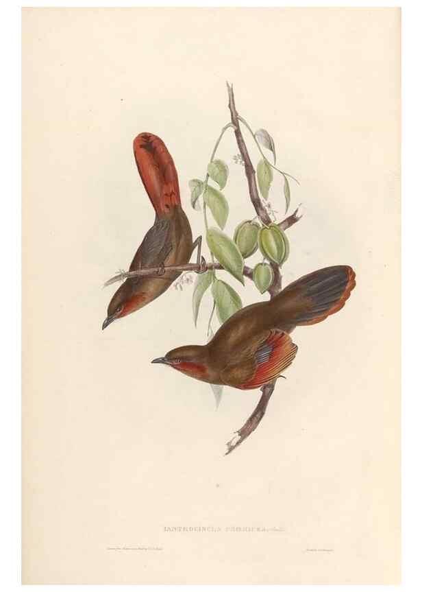 Reproducción/Reproduction 31837587827: Icones avium, or, Figures and descriptions of new and interesting species of birds from various parts of the globe /. [London] :Published by the author, 20, Broad Street, Golden Square,August, 1837-August, 1838.. 