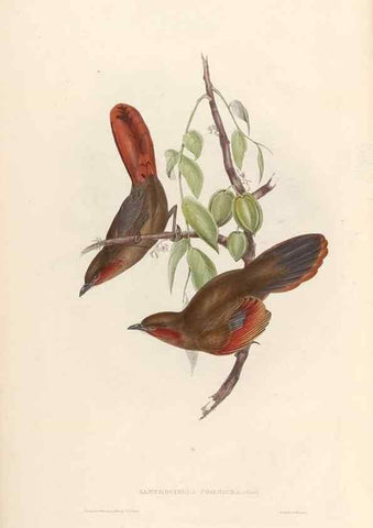 Reproducción/Reproduction 31837587827: Icones avium, or, Figures and descriptions of new and interesting species of birds from various parts of the globe /. [London] :Published by the author, 20, Broad Street, Golden Square,August, 1837-August, 1838.. 