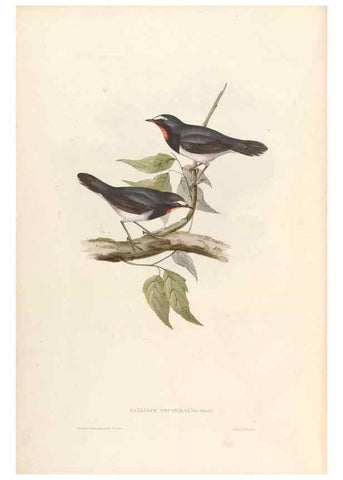 Reproducción/Reproduction 45864299985: Icones avium, or, Figures and descriptions of new and interesting species of birds from various parts of the globe /. [London] :Published by the author, 20, Broad Street, Golden Square,August, 1837-August, 1838.. 