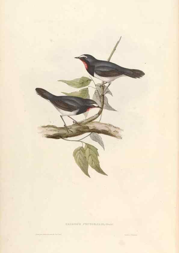 Reproducción/Reproduction 45864299985: Icones avium, or, Figures and descriptions of new and interesting species of birds from various parts of the globe /. [London] :Published by the author, 20, Broad Street, Golden Square,August, 1837-August, 1838.. 