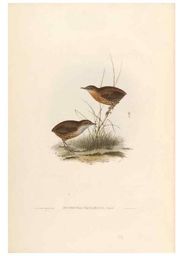 Reproducción/Reproduction 39814076563: Icones avium, or, Figures and descriptions of new and interesting species of birds from various parts of the globe /. [London] :Published by the author, 20, Broad Street, Golden Square,August, 1837-August, 1838.. 