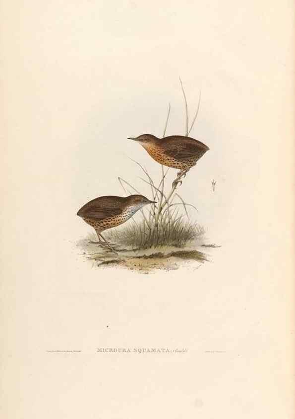 Reproducción/Reproduction 39814076563: Icones avium, or, Figures and descriptions of new and interesting species of birds from various parts of the globe /. [London] :Published by the author, 20, Broad Street, Golden Square,August, 1837-August, 1838.. 