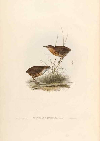 Reproducción/Reproduction 39814076563: Icones avium, or, Figures and descriptions of new and interesting species of birds from various parts of the globe /. [London] :Published by the author, 20, Broad Street, Golden Square,August, 1837-August, 1838.. 