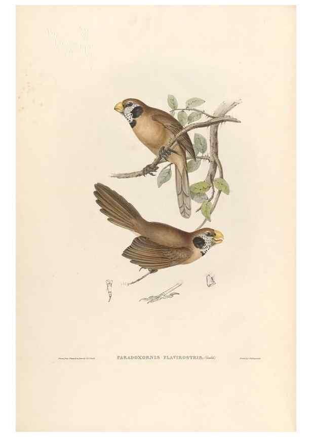 Reproducción/Reproduction 31837590677: Icones avium, or, Figures and descriptions of new and interesting species of birds from various parts of the globe /. [London] :Published by the author, 20, Broad Street, Golden Square,August, 1837-August, 1838.. 