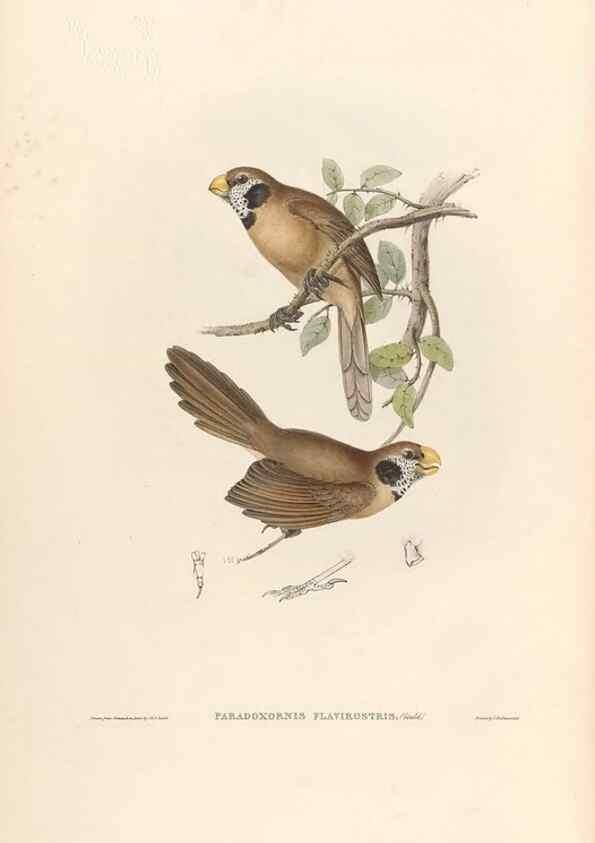 Reproducción/Reproduction 31837590677: Icones avium, or, Figures and descriptions of new and interesting species of birds from various parts of the globe /. [London] :Published by the author, 20, Broad Street, Golden Square,August, 1837-August, 1838.. 