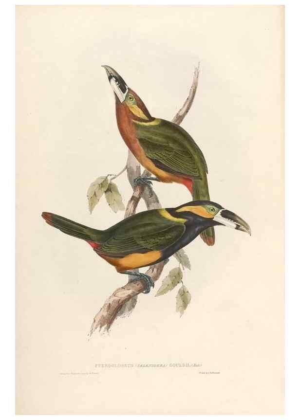 Reproducción/Reproduction 32903650888: Icones avium, or, Figures and descriptions of new and interesting species of birds from various parts of the globe /. [London] :Published by the author, 20, Broad Street, Golden Square,August, 1837-August, 1838.. 