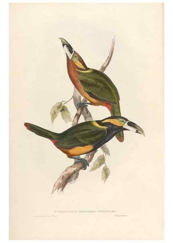 Reproducción/Reproduction 32903650888: Icones avium, or, Figures and descriptions of new and interesting species of birds from various parts of the globe /. [London] :Published by the author, 20, Broad Street, Golden Square,August, 1837-August, 1838.. 