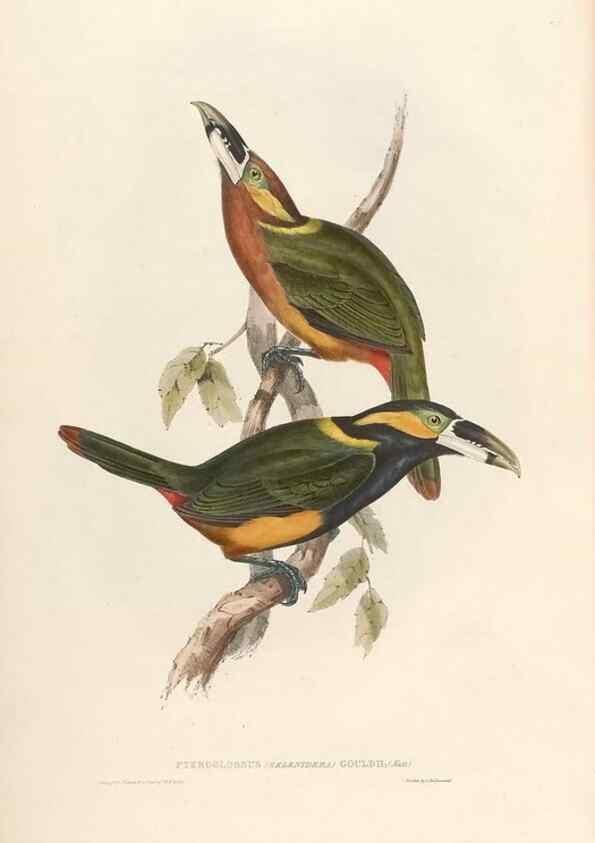 Reproducción/Reproduction 32903650888: Icones avium, or, Figures and descriptions of new and interesting species of birds from various parts of the globe /. [London] :Published by the author, 20, Broad Street, Golden Square,August, 1837-August, 1838.. 