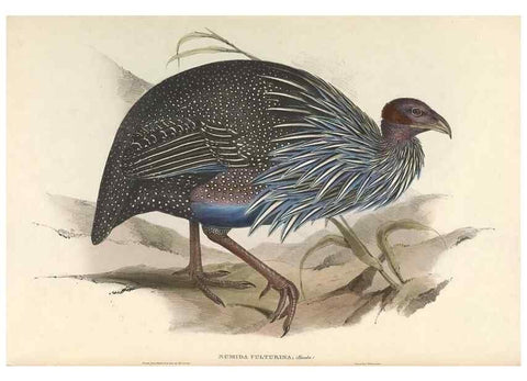 Reproducción/Reproduction 45864313325: Icones avium, or, Figures and descriptions of new and interesting species of birds from various parts of the globe /. [London] :Published by the author, 20, Broad Street, Golden Square,August, 1837-August, 1838.. 