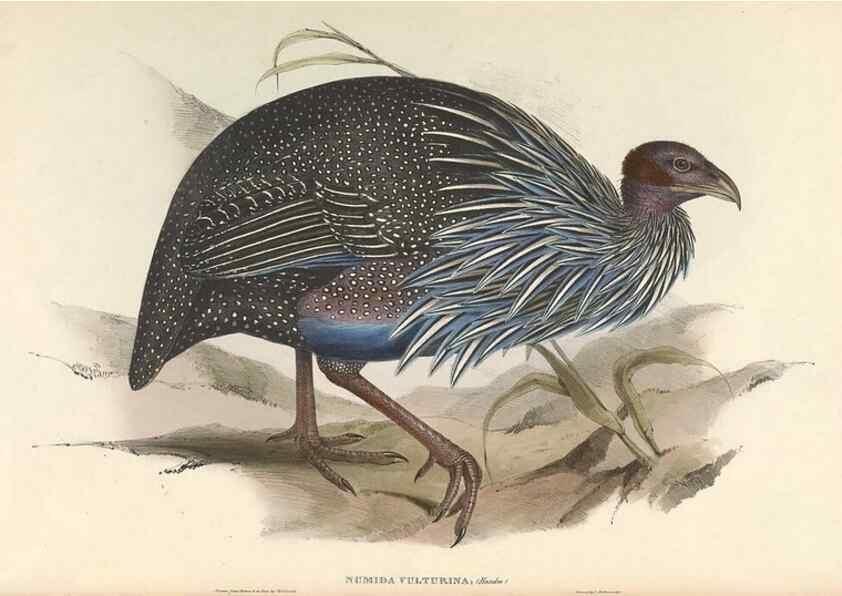 Reproducción/Reproduction 45864313325: Icones avium, or, Figures and descriptions of new and interesting species of birds from various parts of the globe /. [London] :Published by the author, 20, Broad Street, Golden Square,August, 1837-August, 1838.. 