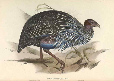 Reproducción/Reproduction 45864313325: Icones avium, or, Figures and descriptions of new and interesting species of birds from various parts of the globe /. [London] :Published by the author, 20, Broad Street, Golden Square,August, 1837-August, 1838.. 