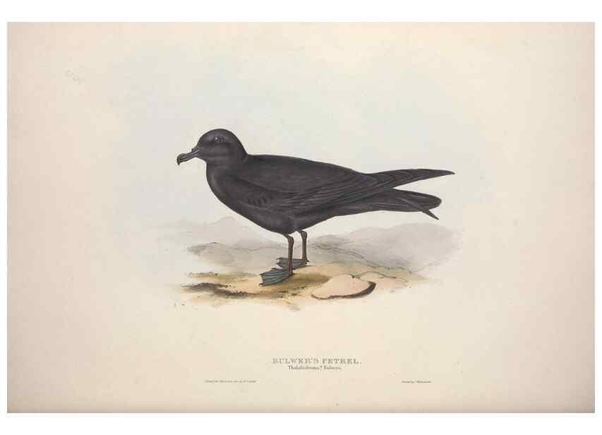 Reproducción/Reproduction 46726615902: The birds of Europe.. London,Printed by R. and J.E. Taylor, pub. by the author,1837.. 
