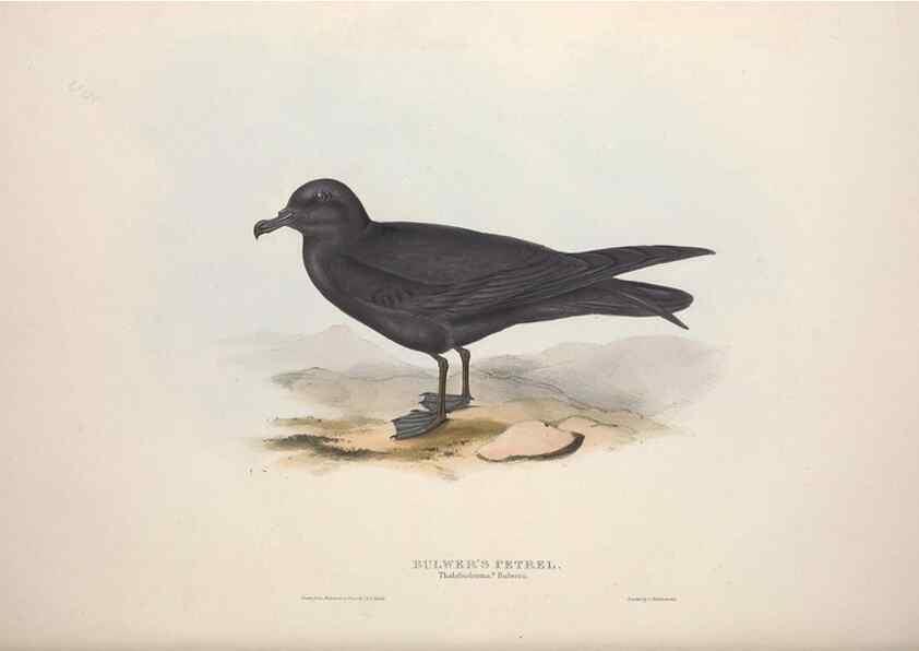 Reproducción/Reproduction 46726615902: The birds of Europe.. London,Printed by R. and J.E. Taylor, pub. by the author,1837.. 